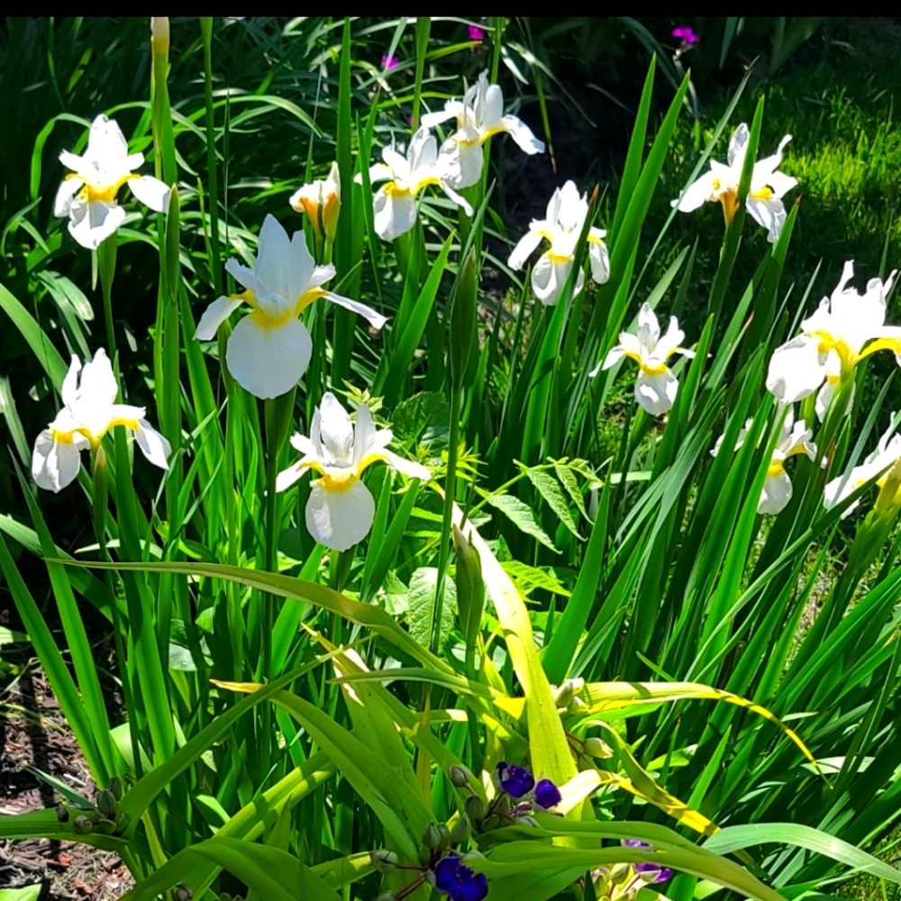 White Siberian Iris  10 PLANTS $15💜
END OF SEASON SALE